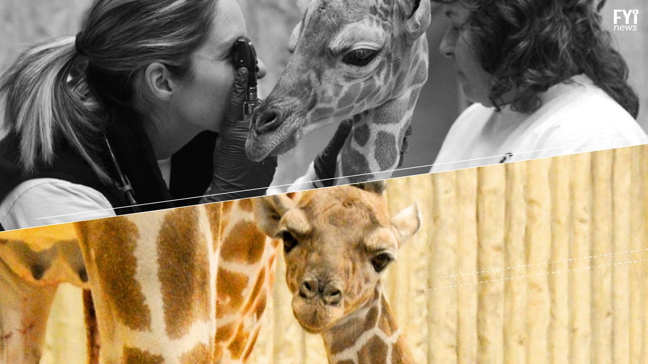 Dobby, Denver Zoo's Newest Member