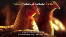 خسائر الثروة الحيوانية نتيجة الحرب بالارقام  - مؤتمر افاق التنمية في سوريا