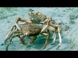 The Uber of Crabs? Two Spider Crabs Form a Mating Pair After Migrating en Masse to Melbourne