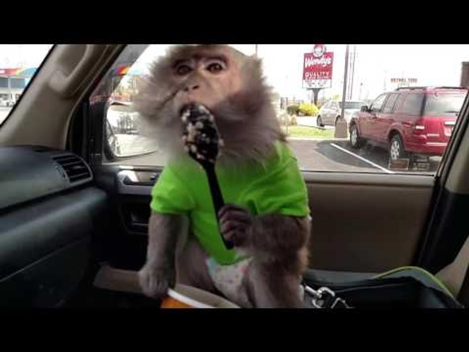 Silly Monkey Makes a Mess Over Breakfast