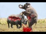 Elephant vs Buffalo - Lion vs Rhino vs Baboon vs Crocodile Vs Monkey - Wild Animal Attacks