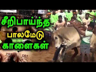 பாலமேட்டில் காளைகள் சீறிபாய்ந்தன|Jallikattu Celebration In Palamedu- Oneindia Tamil