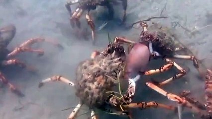 UN COMBAT SOUS L'EAU