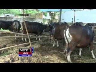 Antisipasi Antraks di Daerah Endemis - NET12