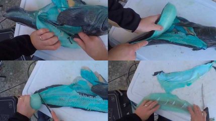 Ce poisson bleu ne s'est échappé ni de Tchernobyl ni du village des Schtroumpfs