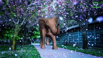 Colores Elefante Dedo De La Familia | Dinosaurios León Dedo De La Familia | Los Animales Rimas Coll