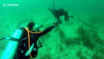 Sea lion refuses hug from scuba diver