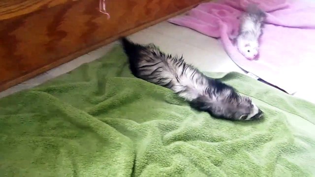 Des furets se sèchent après un bain