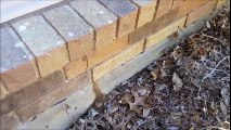 Home Inspector Dallas Shows How To Identify Termite Infestation | (214) 960-1005 | CALL US!