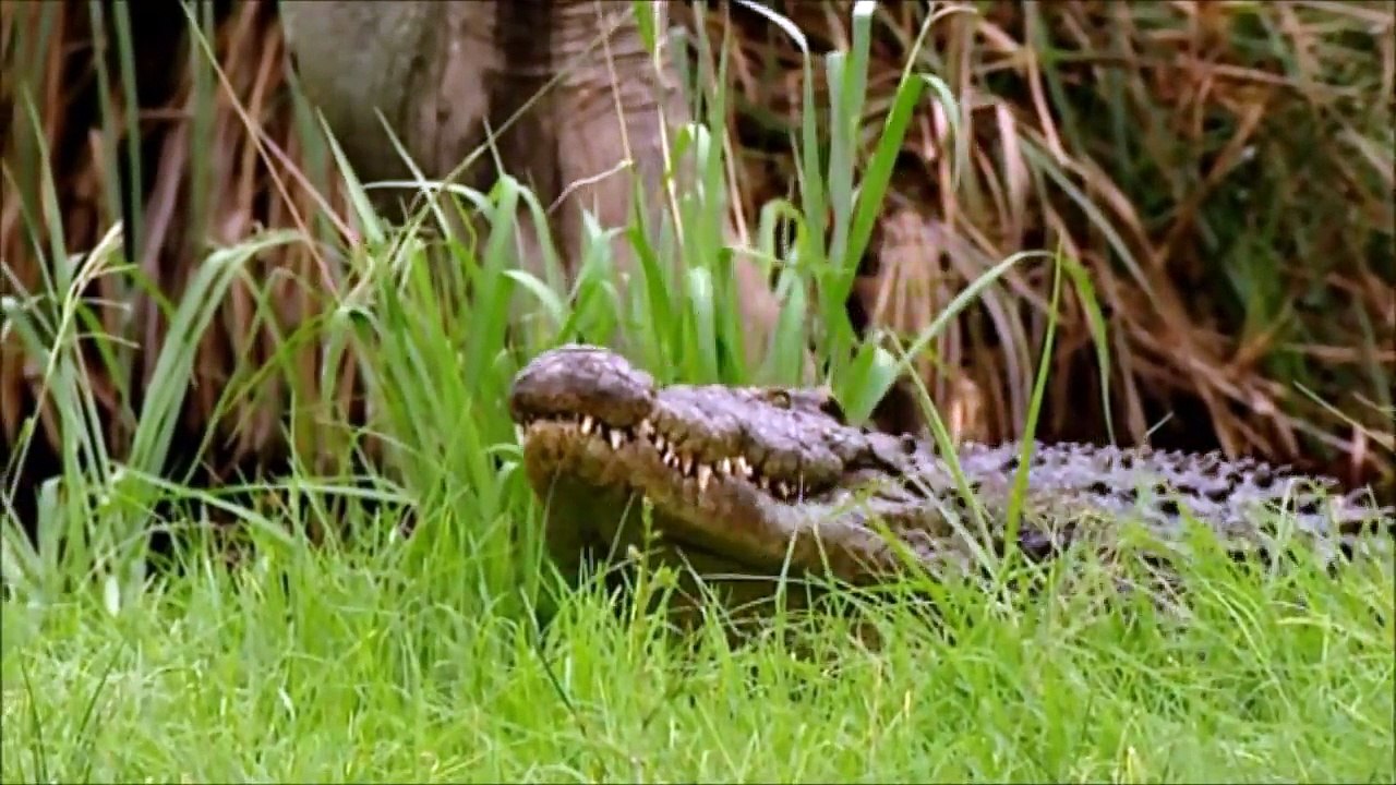 Birth of a Crocodile I HD