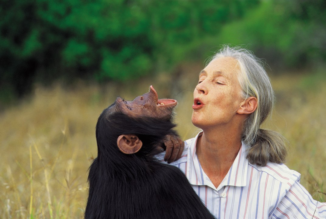 Jane Goodall Witnesses Release of Chimpanzee I HD