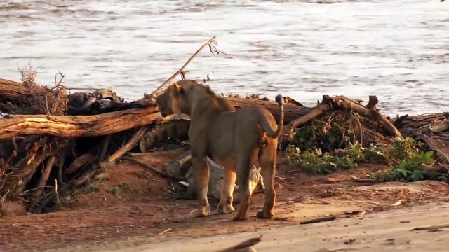 lion and tiger friends,lion and tiger and bears jazmine,lion and tiger playing,lion and tiger fight to the death,