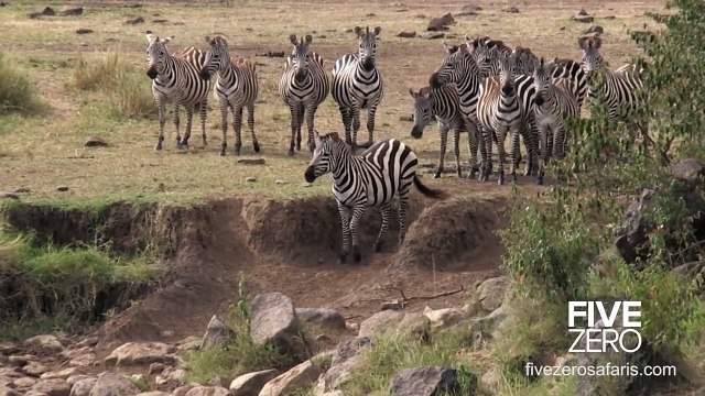 lion and tigers and bears,lion and tiger mix,lion and tiger,lion and tiger cubs,lion and tiger and bear,