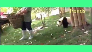 Funny pandas Playing like a buddies -Why Panda are SO CUTE
