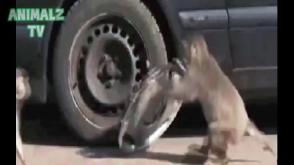 Uite cine fura capacele la masini!!