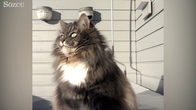 Daha önce ninja kedi gördünüz mü?