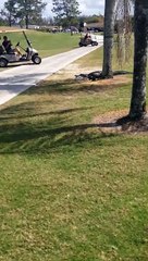 Cette femme hallucine en croisant un alligator sur son parcours de golf