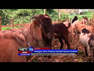 Kebutuhan Ternak Kurban di Jakarta Meningkat - NET16