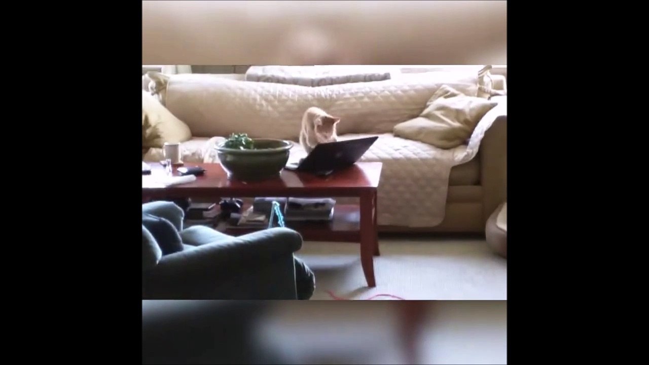 Quand ton Chat se prend pour un ingé informatique