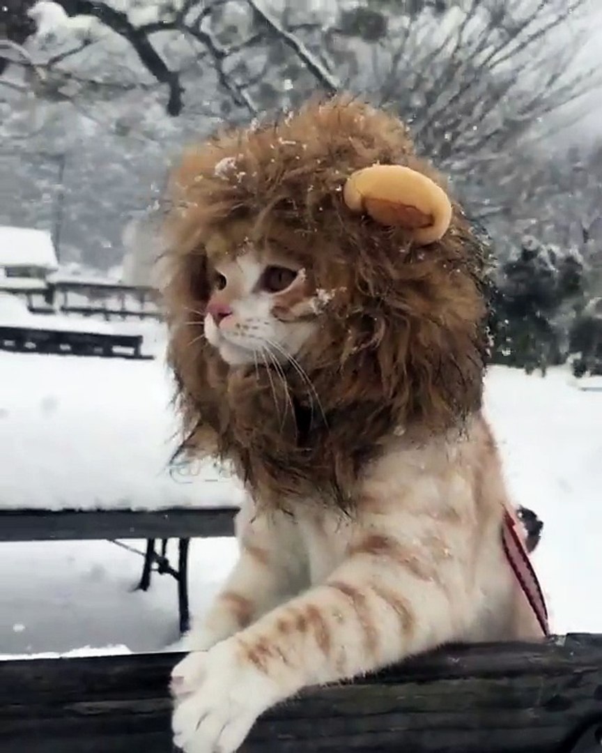 Ce Chat Deguise En Lion S Amuse Dans La Neige Video Dailymotion