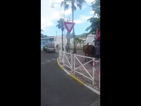 Ce cheval se balade tout seul dans la ville... tranquille