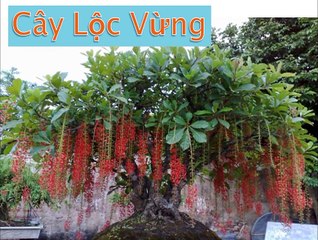 MONEY INTO THE STATE - If You Plant 10 Kinds of Plants