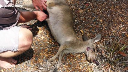 Couple save baby kangaroo from dead mother's pouch