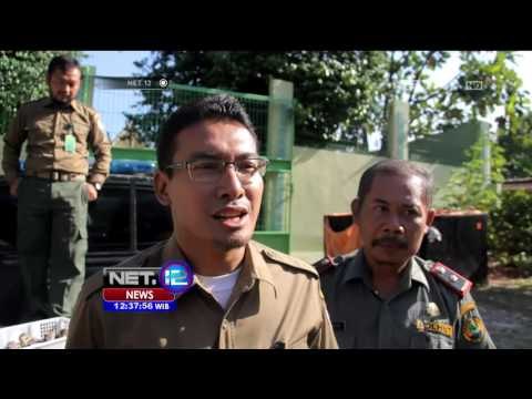 Petugas BKSDA Gagalkan Penyelundupan Belasan Elang - NET12