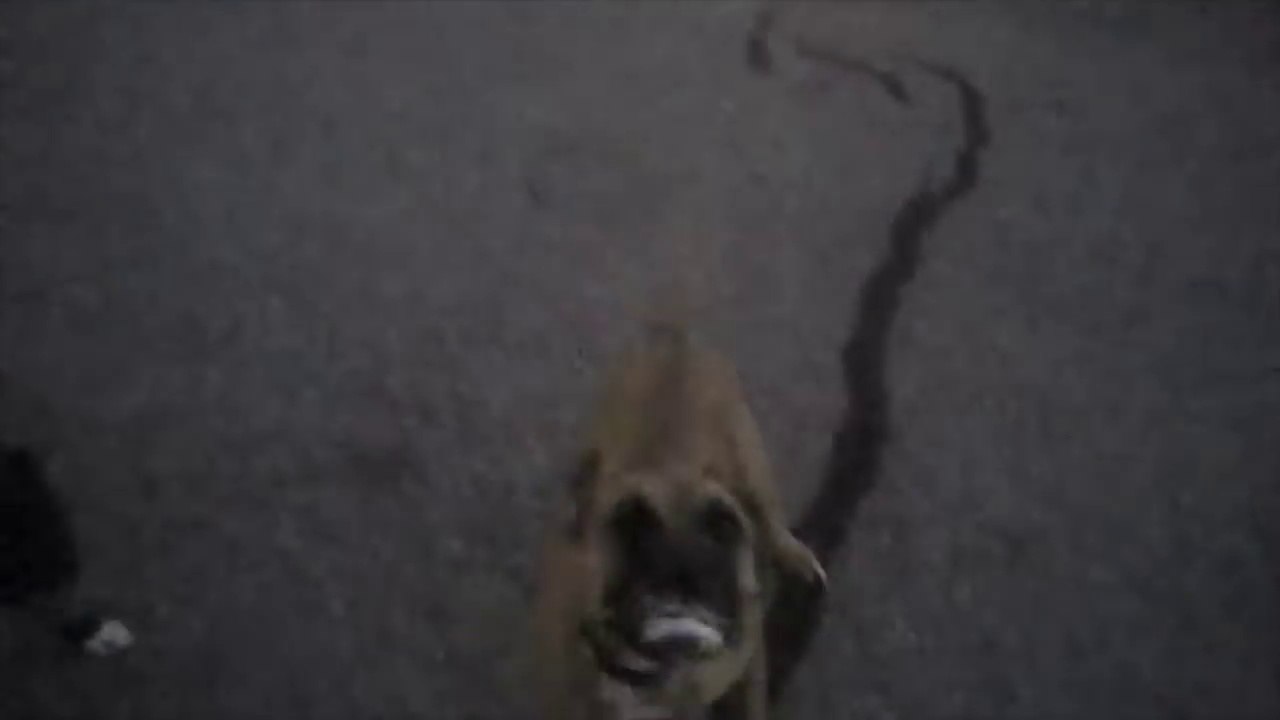 2 chiens chargent un officier de police dans un quartier résidentiel !