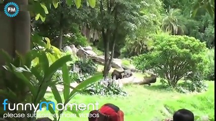 a funny monkeys compilation 2017   funny videos   बंदरो का सबसे जादा हँसाने ने वाला विडियो   2017