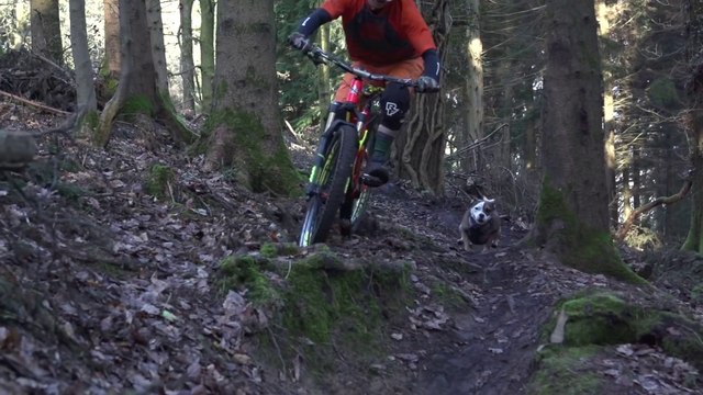 Ce petit chien suit son maître en VTT à fond en descente !