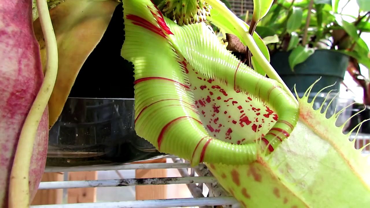 Killer Carnivorous Plant Eating Slug _ Carn video Dailymotion