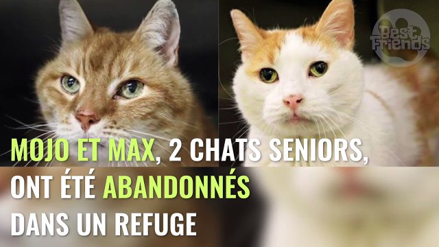 Elle se rend au refuge pour adopter un chat, mais ce qu'elle fait par la suite est incroyable !