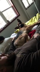 Berger allemand Thug