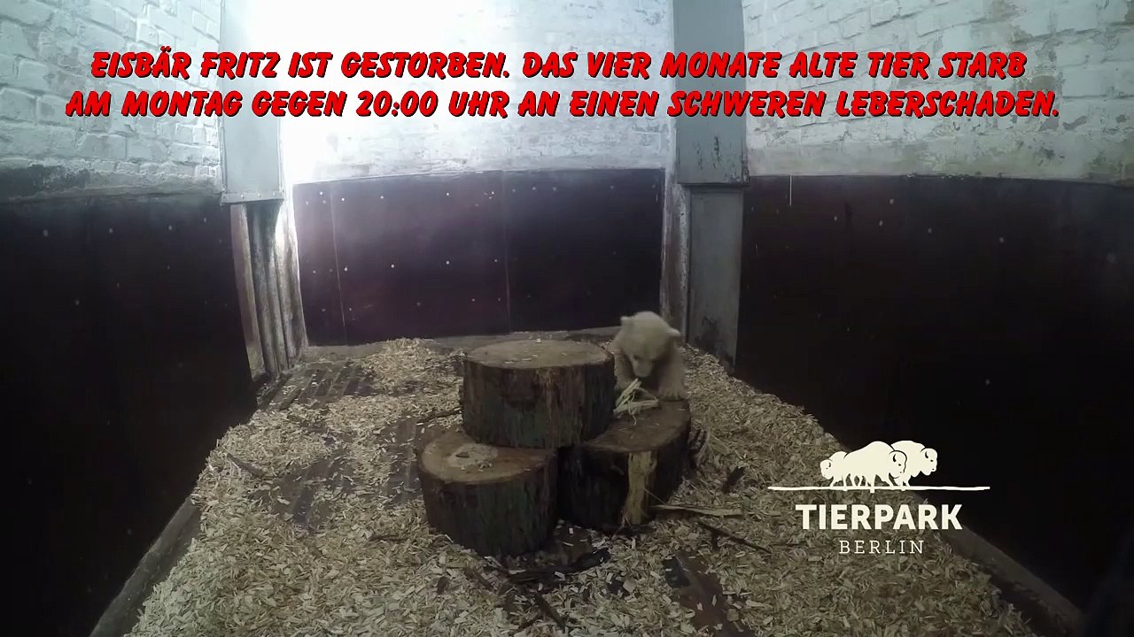Der Berliner vier Monate alte Eisbär ist gestorben