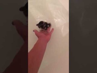 Cute Duck Goes for Its First Swim