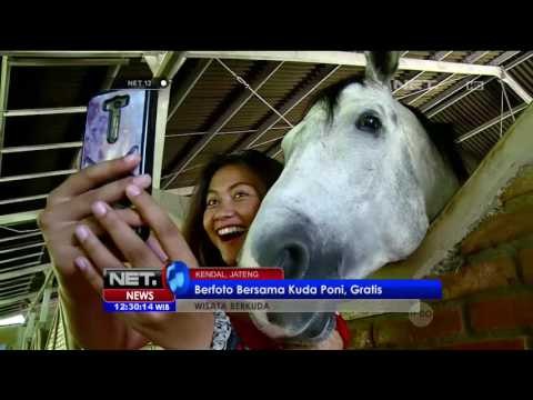 Wisata Berkuda di Kendal, Jawa Tengah - NET12