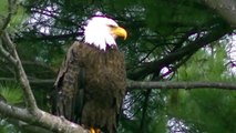 Stunning American Bald Eagle Of Minnesota !