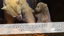 Fritz, le petit ours polaire du zoo de Berlin est mort