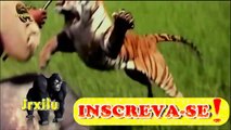 Incríveis Ataques de animais selvagens #104, Batalha de animais selvagens, Batalha animal, curiosidade animal,  Animais