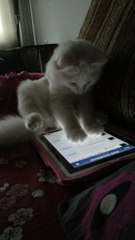 teknoloji delisi kedi