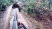 HUNTING for WILD BOAR! Real Hunter's life! Real moments wild boar hunting!