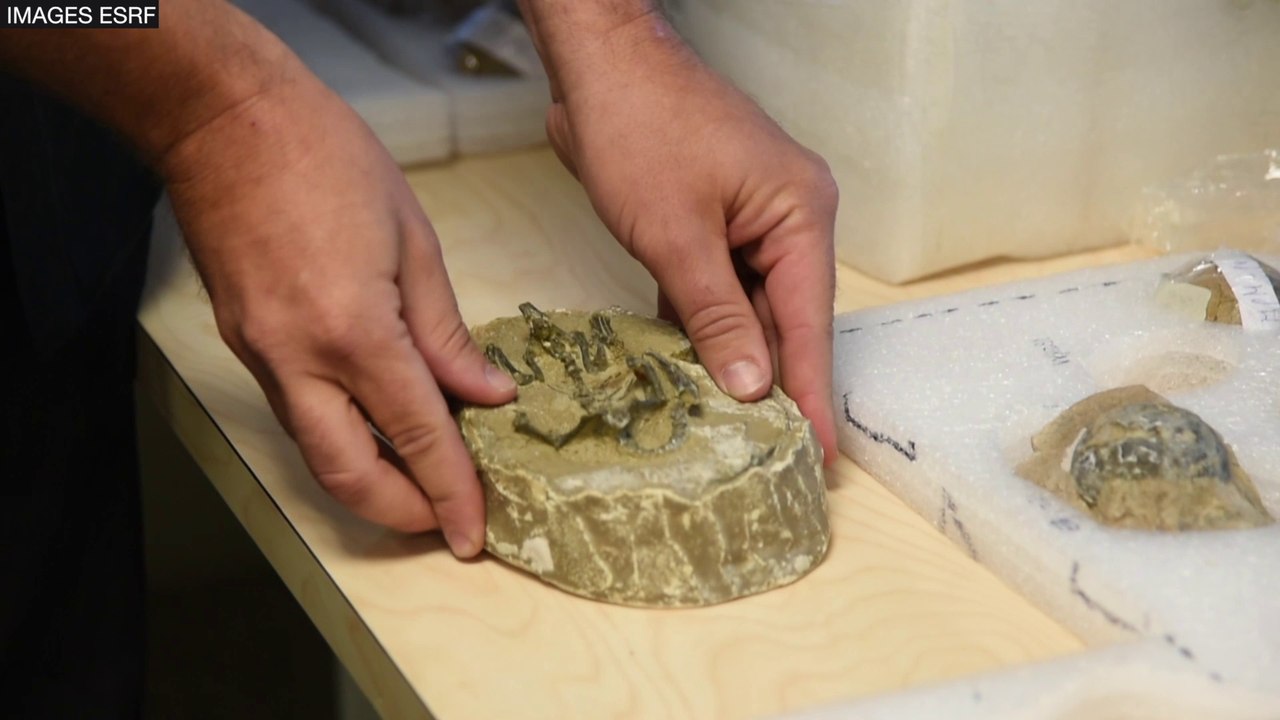 Comment le petit dinosaure deviendra gigantesque