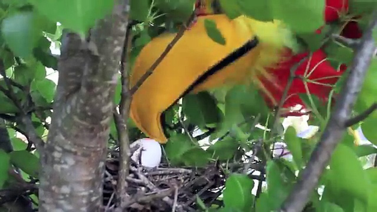 SML Movie: A Bird Problem