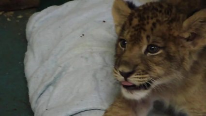 Lion cub delivers his best roar