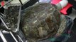915 pièces retrouvées dans le ventre d’une tortue en Thaïlande