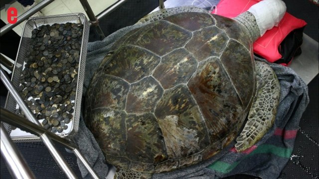 915 pièces retrouvées dans le ventre d’une tortue en Thaïlande