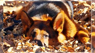 German Shepherd Puppies For Sale