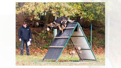German Shepherd Puppies