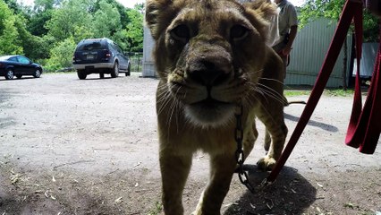 Young lion gives war hero a hug he'll never forget